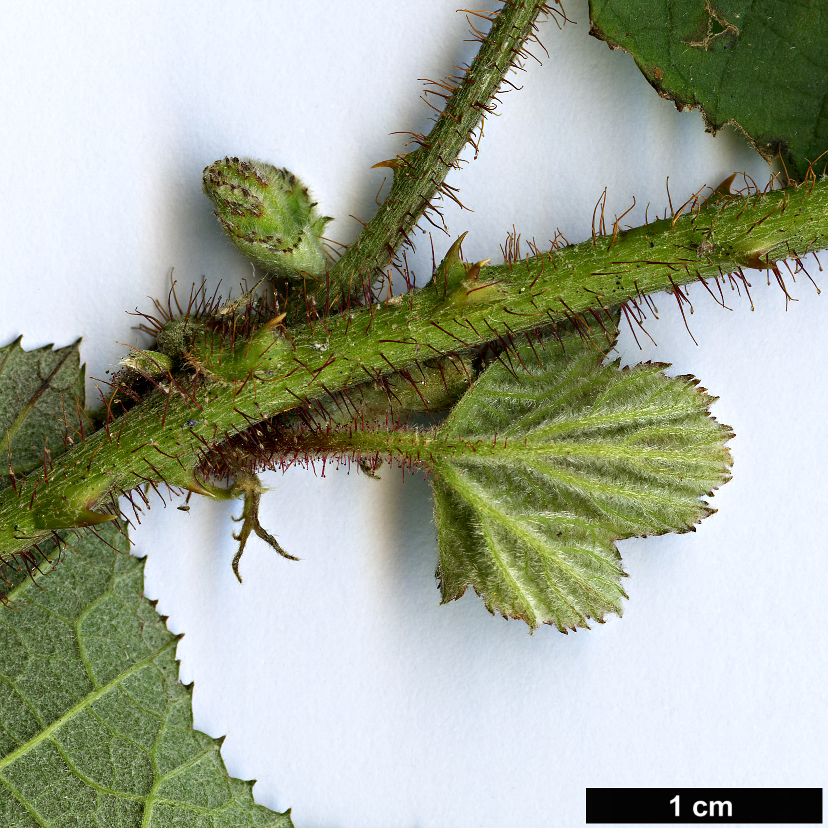 High resolution image: Family: Rosaceae - Genus: Rubus - Taxon: tephrodes - SpeciesSub: var. setosissimus